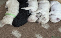 Caniche Gigante perros en venta: Cachorros caniche gigante  - Imagen 6