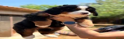 Boyero de Berna perros en venta: Boyero de Berna  - Anuncio 4