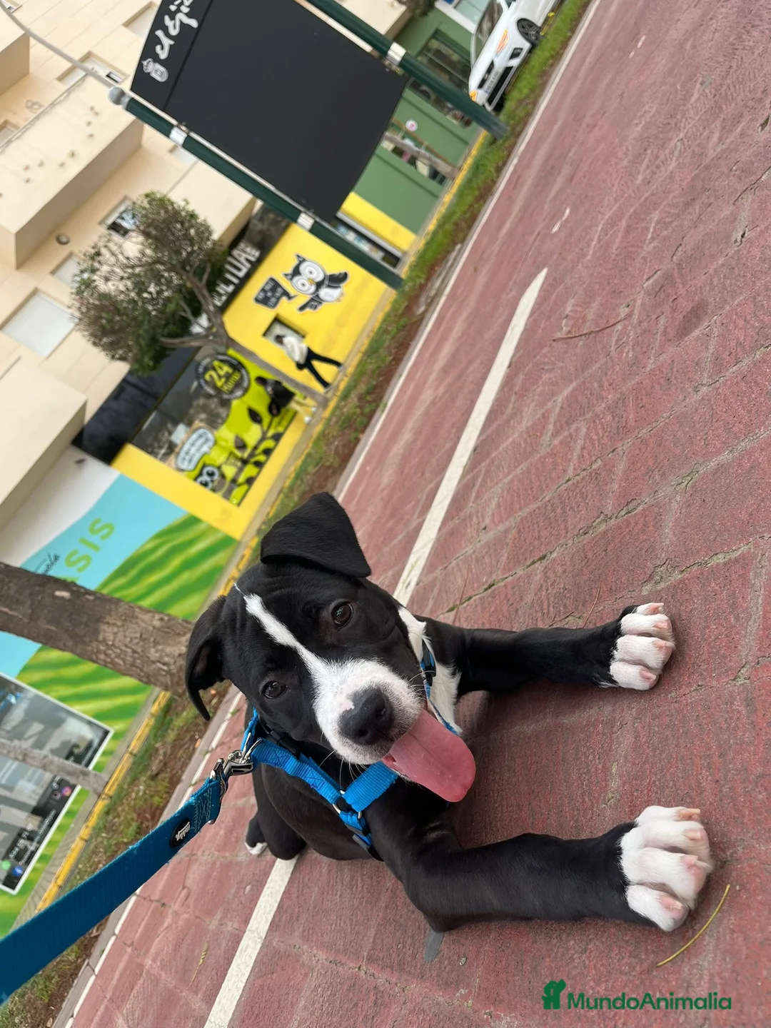 American Staffordshire-Terrier perros en venta: American stanford cachorro  - Anuncio 2