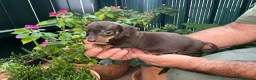 Teckel Miniatura perros en venta: Teckel mini  - Anuncio 6
