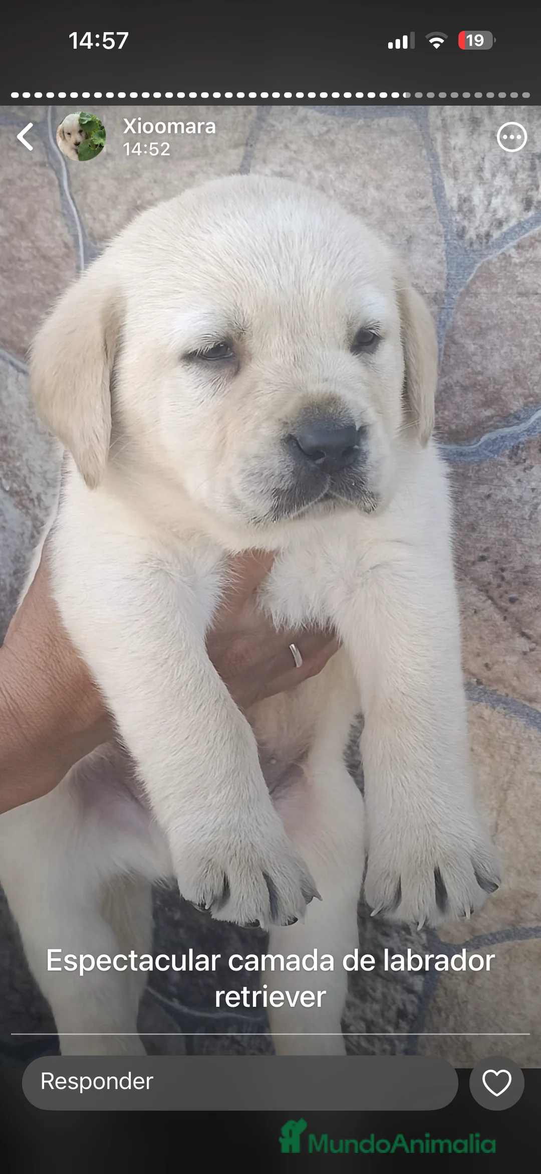 Labrador Retriever perros en venta: Último labrador dorado disponible para entregar  en Sevilla - Anuncio 2