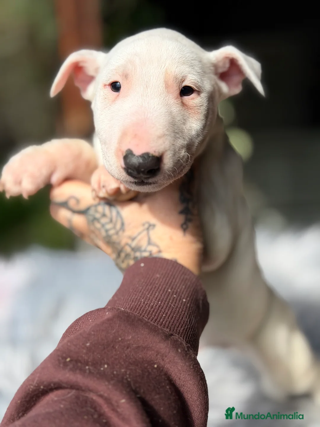 Bull Terrier Miniatura perros en venta: Bullterrier miniatura  - Anuncio 2