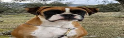 Boxer perros en venta: Cachorros de boxer - Anuncio 4