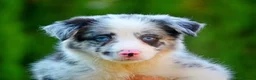 Border Collie perros en venta: camada de border collie  - Anuncio 4