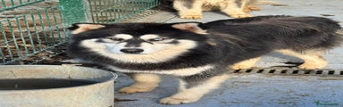 Pomsky Cachorro 3