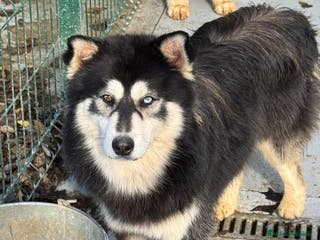 Pomsky perros POMSKY - Anuncio 34