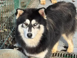 Pomsky perros POMSKY - Anuncio 33