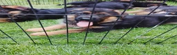 Pastor Alemán perros en venta: Cacharros de pastor alemán  - Anuncio 1