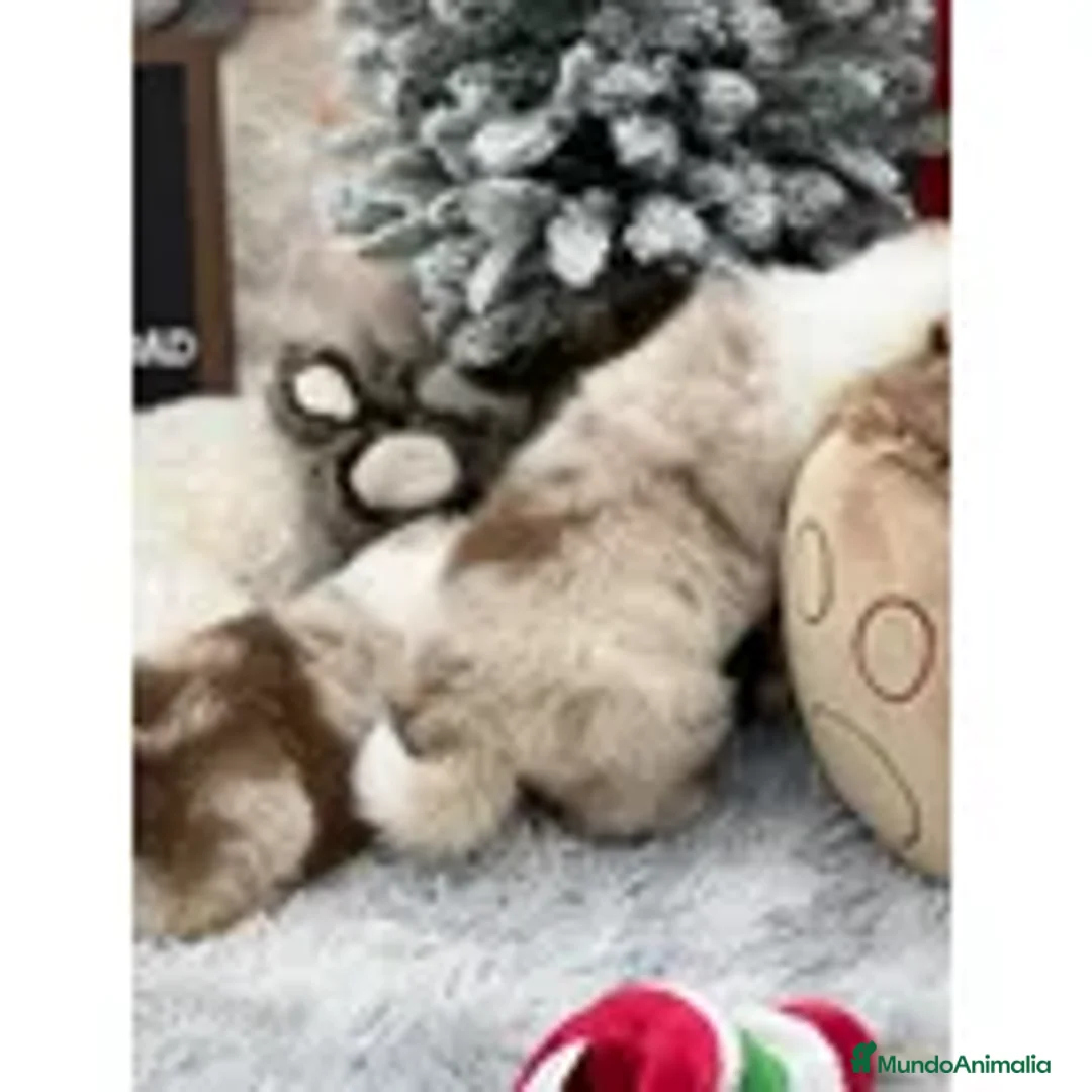 Border Collie perros en venta: Border collie puppy .  - Anuncio 4