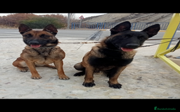 Pastor Belga Malinois perros en venta: CAMADA MALINOIS  - Imagen 1