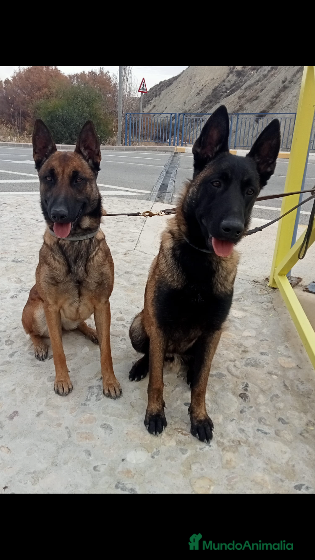 Pastor Belga Malinois perros en venta: CAMADA MALINOIS  - Imagen 1