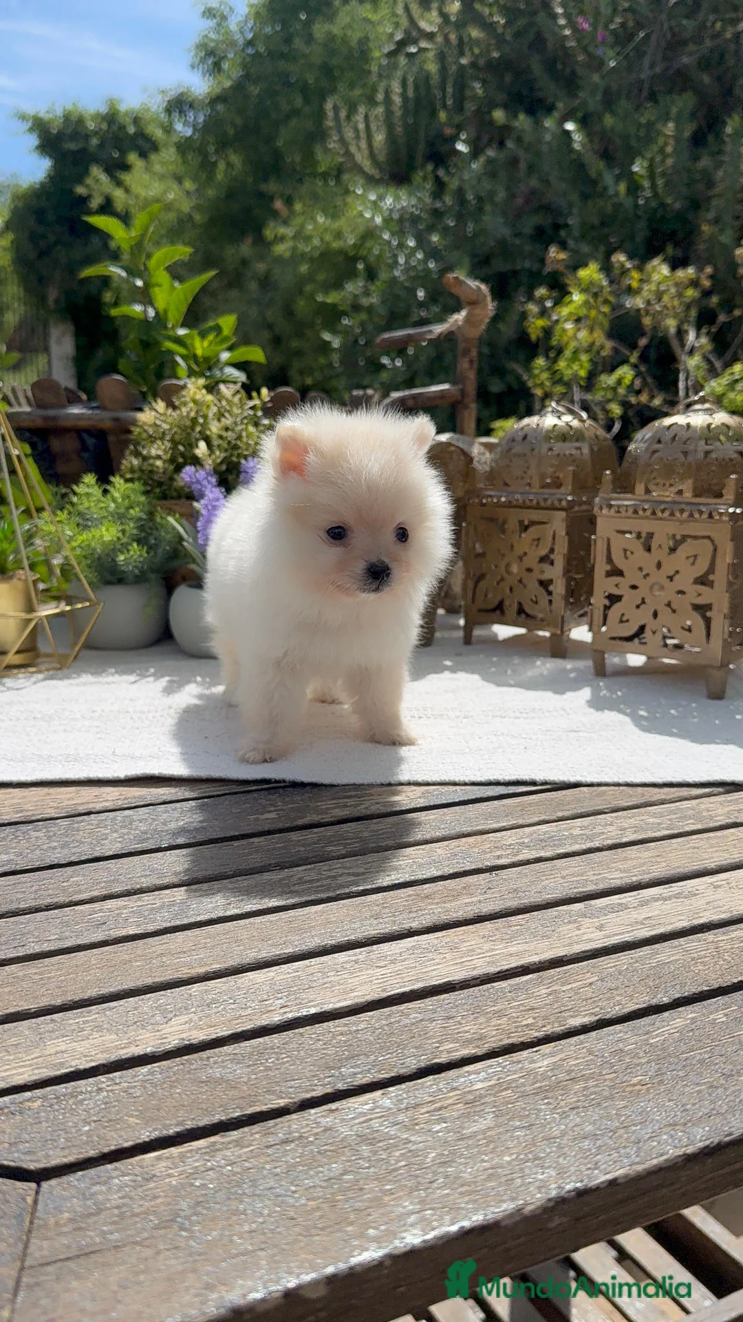 Pomerania perros en venta: Pomerania super Toy línea americana Macho crema - Anuncio 3