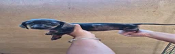 Teckel Miniatura perros en venta: Impresionantes Teckel arlequines minis  - Anuncio 3