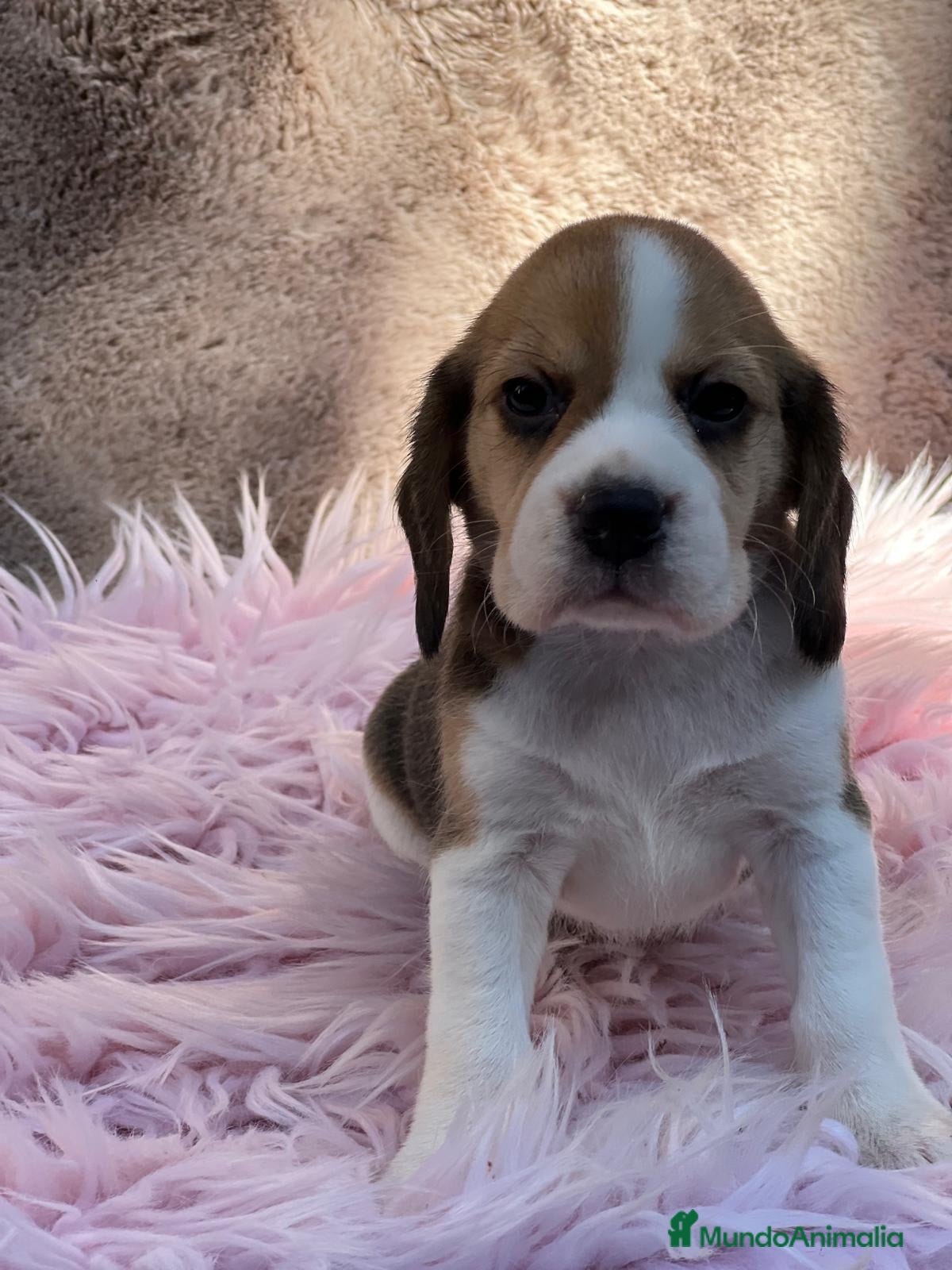 Beagle perros Beagle tricolor  - Anuncio 2