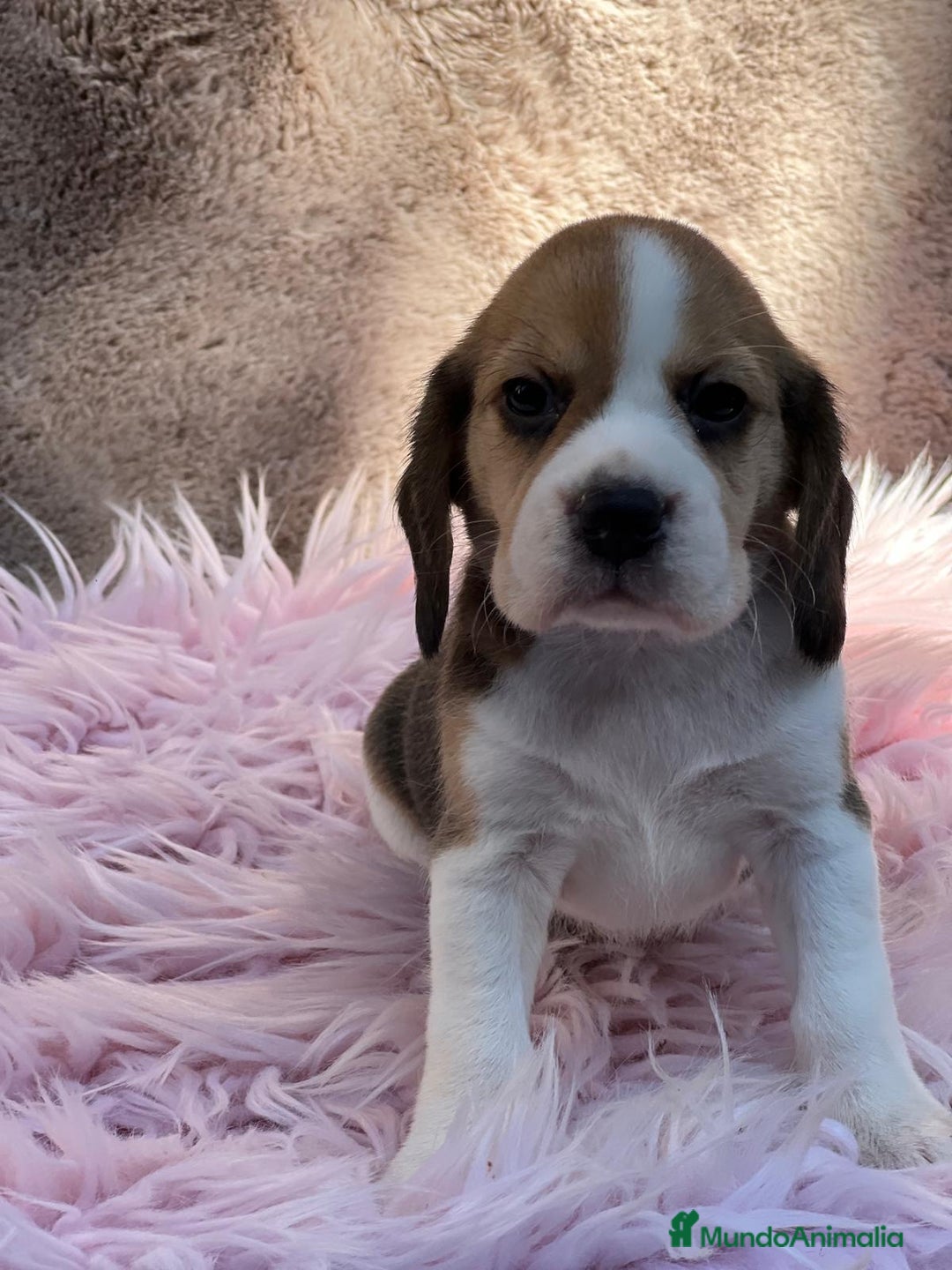 Beagle perros en venta: Beagle tricolor  - Imagen 2