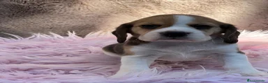 Beagle Cachorro 4