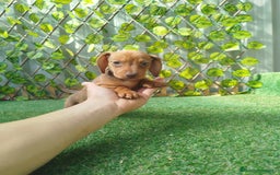 Teckel Miniatura perros en venta: Teckel mini  - Imagen 5