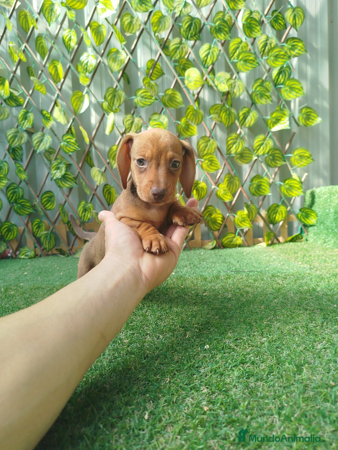 Teckel Miniatura perros en venta: Teckel mini  - Imagen 5