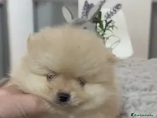 Pomerania perros Pomerania miniatura - Anuncio 1