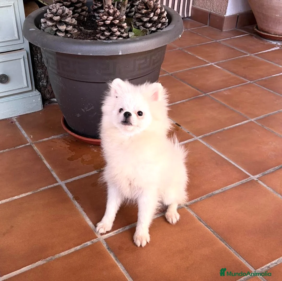 Pomerania perros en venta: Pomerania hembra muy pequeñita !!! - Anuncio 3