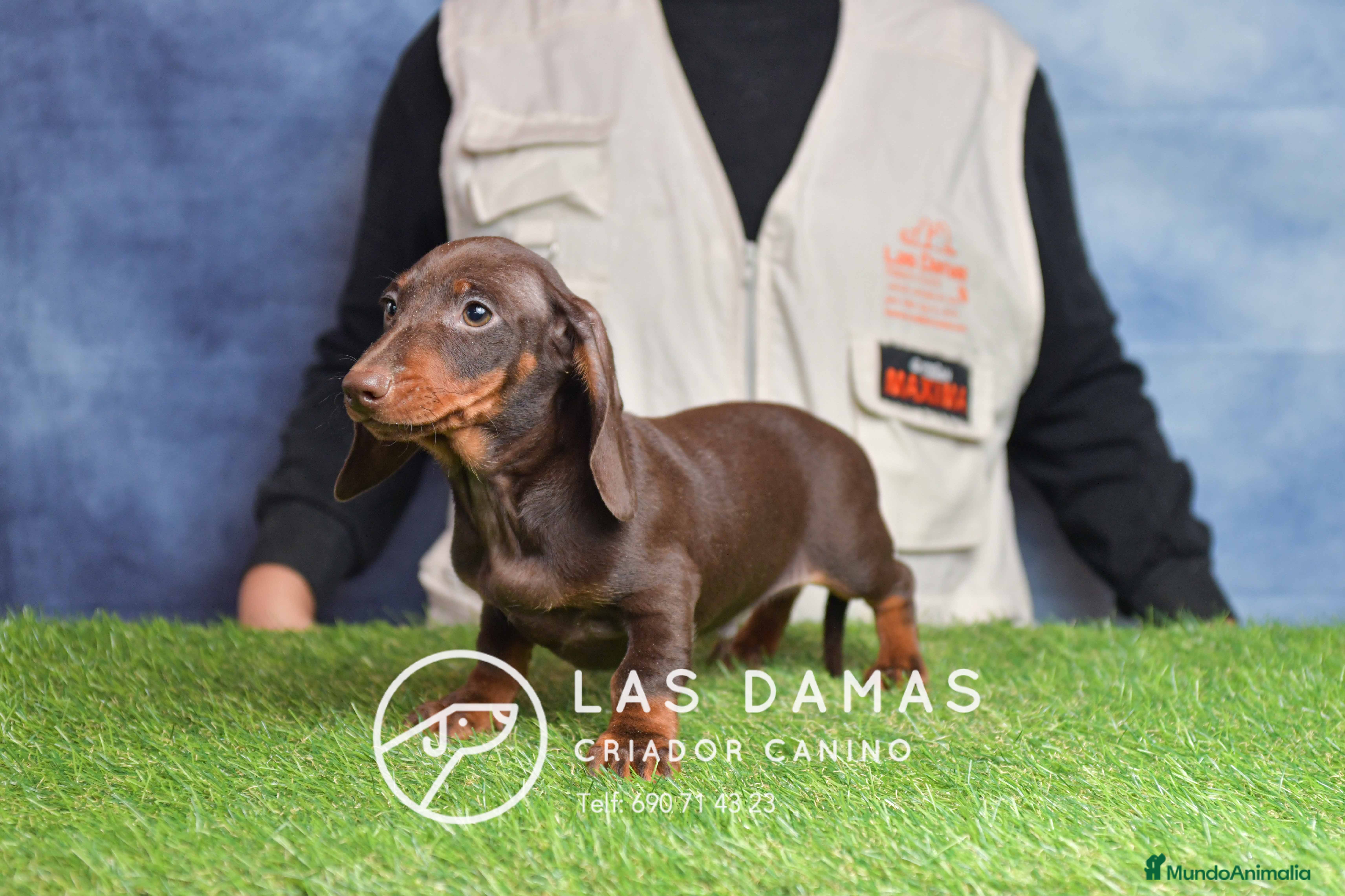 Teckel perros Cachorros de teckel disponibles - Anuncio 8