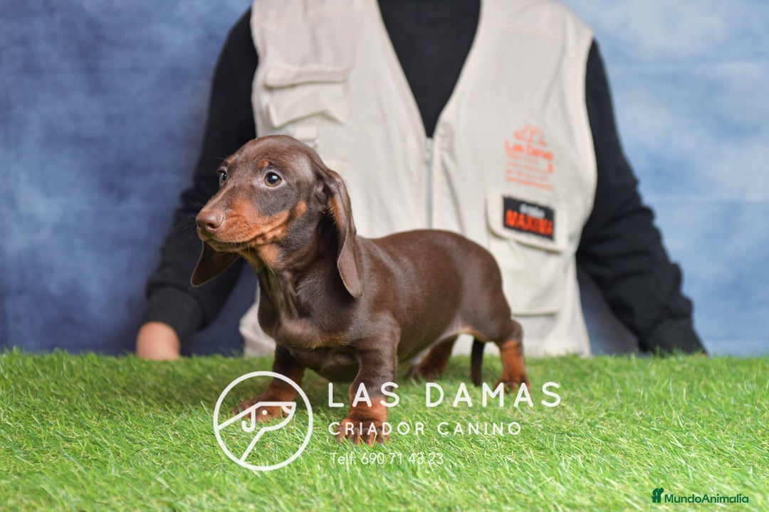 Teckel perros en venta: Cachorros de teckel disponibles - Anuncio 1