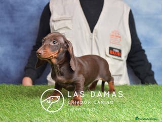 Teckel perros Cachorros de teckel disponibles - Anuncio 5