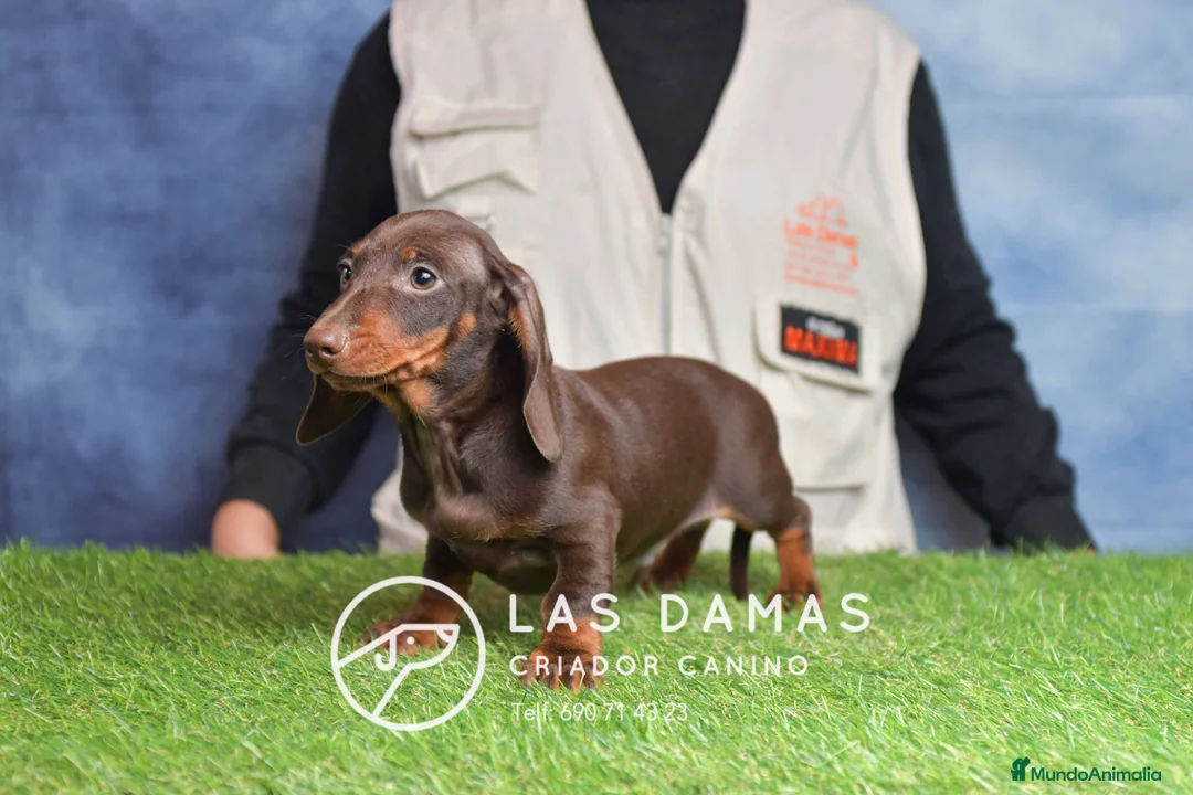 Teckel perros en venta: Cachorros de teckel disponibles - Anuncio 1