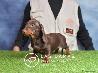 Teckel perros Cachorros de teckel disponibles - Anuncio 3