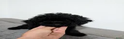 Caniche Toy perros en venta: Caniche toy precio real  - Anuncio 5