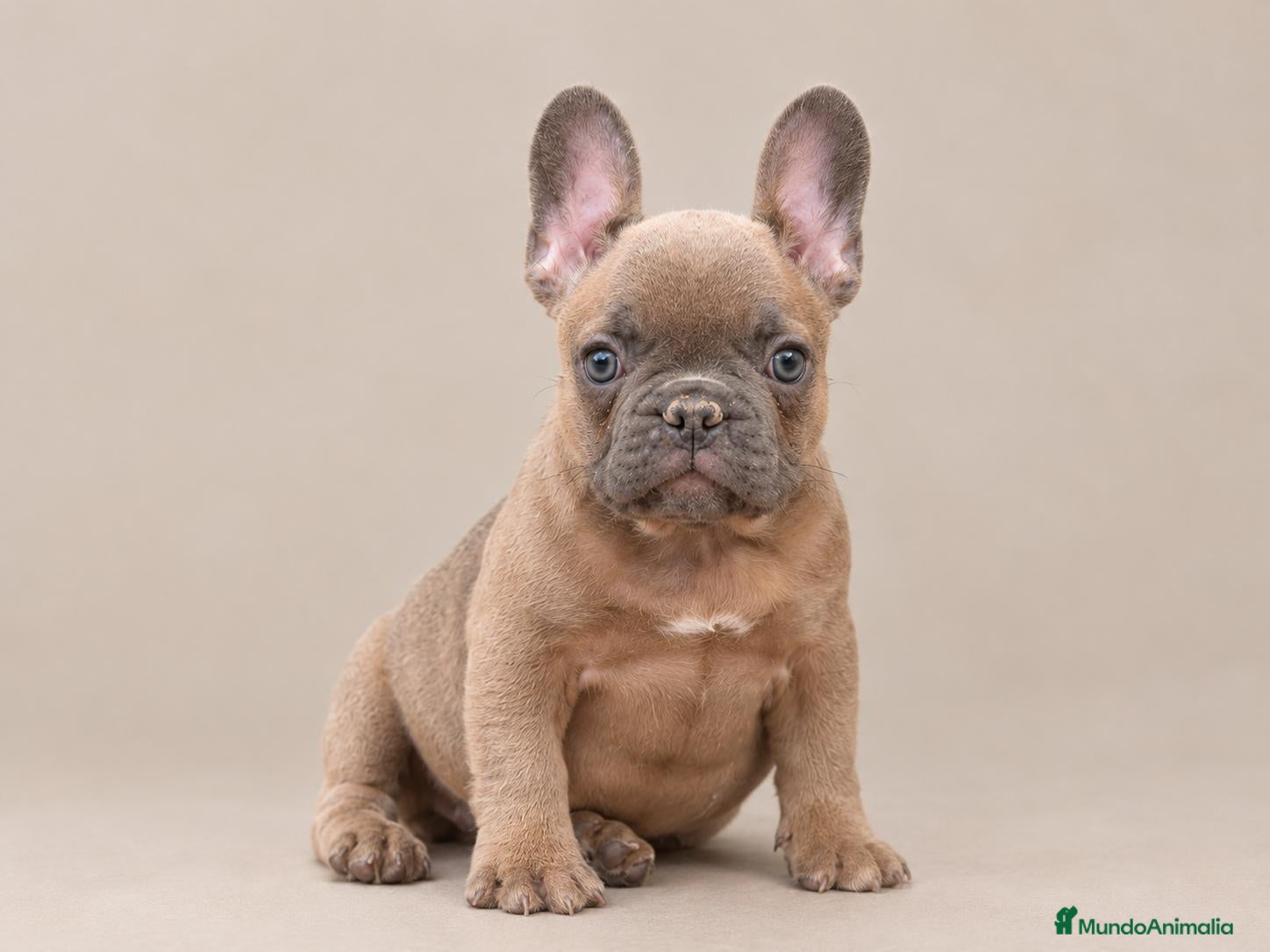 Bulldog Francés perros en venta: Cachorra de Bulldog Frances  - Anuncio 2