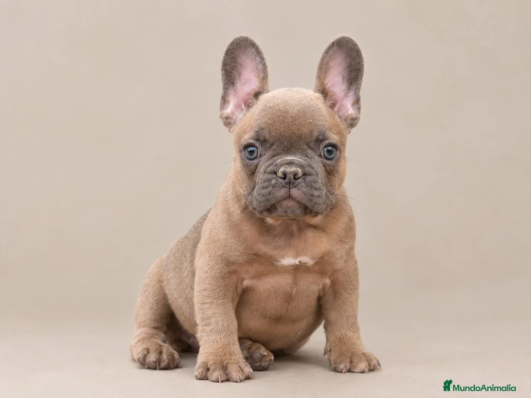 Bulldog Francés perros en venta: Cachorra de Bulldog Frances  - Anuncio 1
