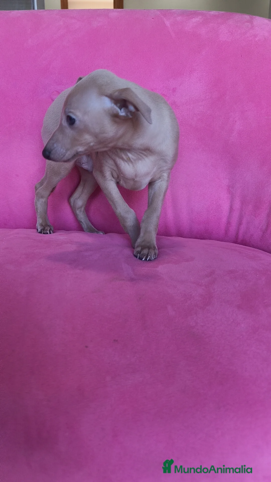 Pequeño Lebrel Italiano perros en venta: Piccolo Galgo Italiano Lebrel - Anuncio 2