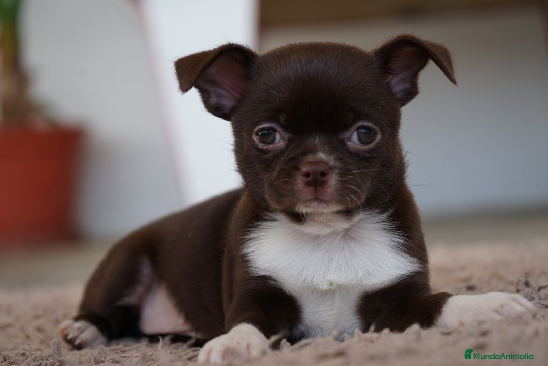 Chihuahua perros en venta: PADDY Y RONDA, DOS CHIHUAHUAS MUY ESPECIALES - Imagen 4