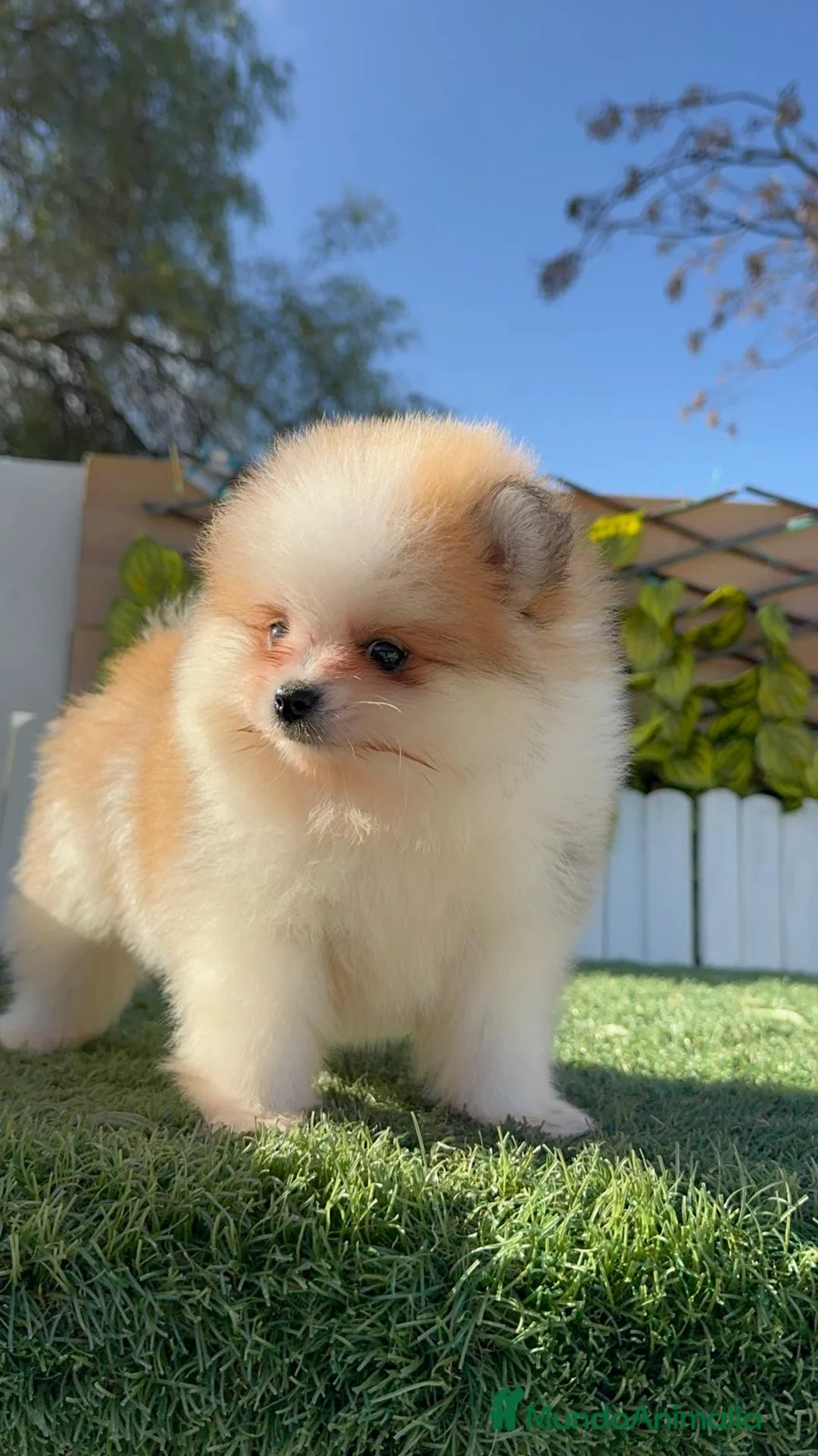 Pomerania perros en venta: POMERANIA MACHO - Anuncio 4