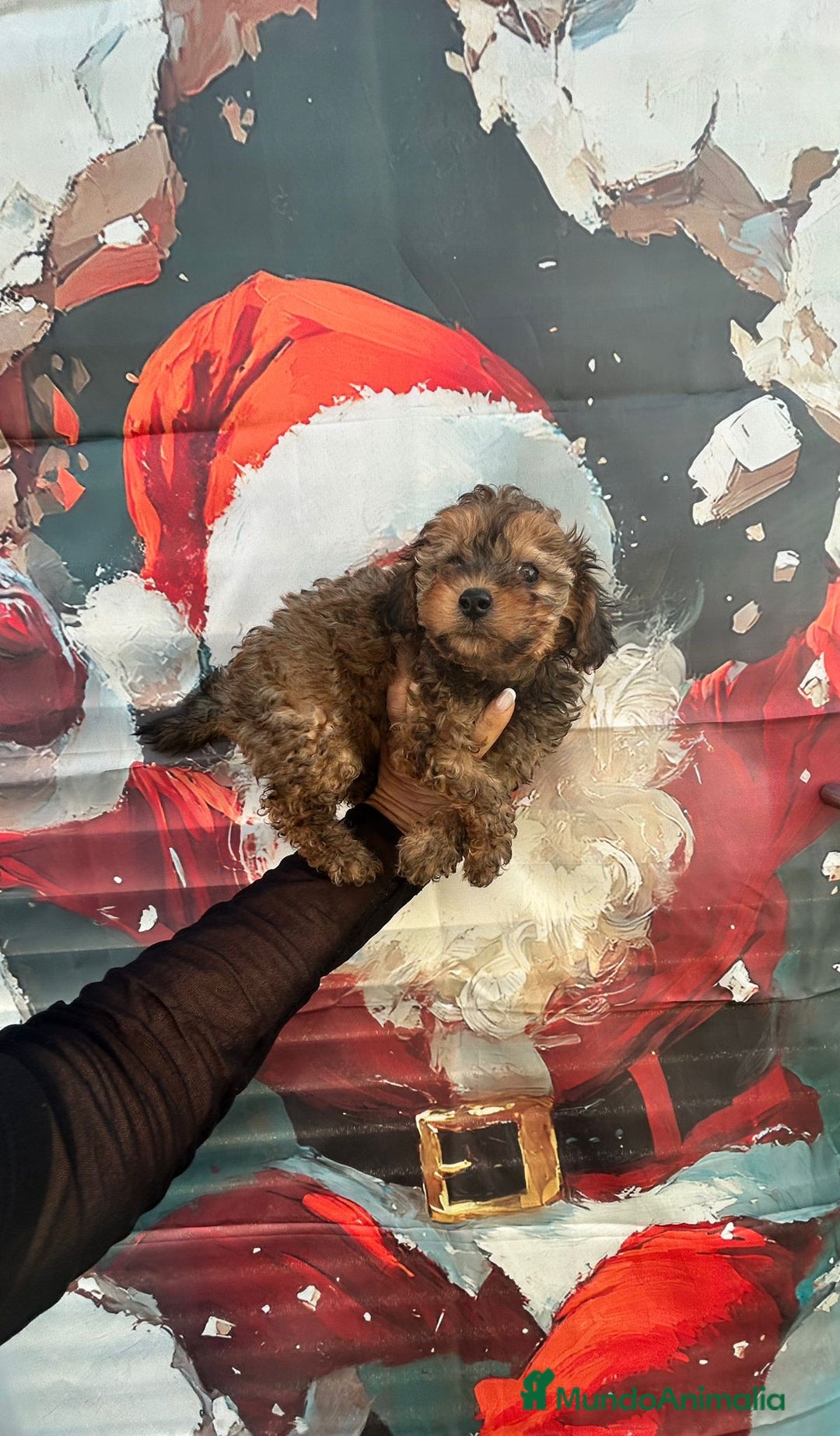 Caniche Toy perros en venta: Caniche toy  - Anuncio 3