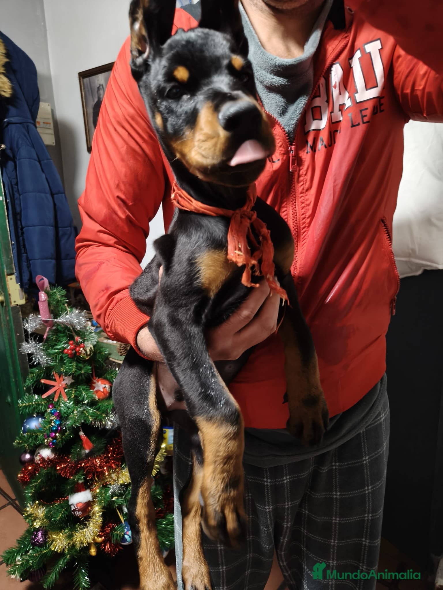 Dobermann perros Macho espectacular  - Anuncio 1