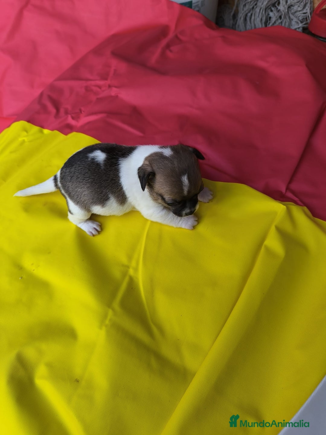 Chihuahua perros en venta: CHIHUAHUAS EXCLUSIVOS TEA CUP - Anuncio 2