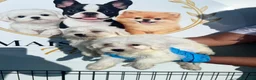 Bichón Maltés perros en venta: CAMADA DE BICHON MALTÉS DISPONIBLE TOLEDO - Anuncio 3