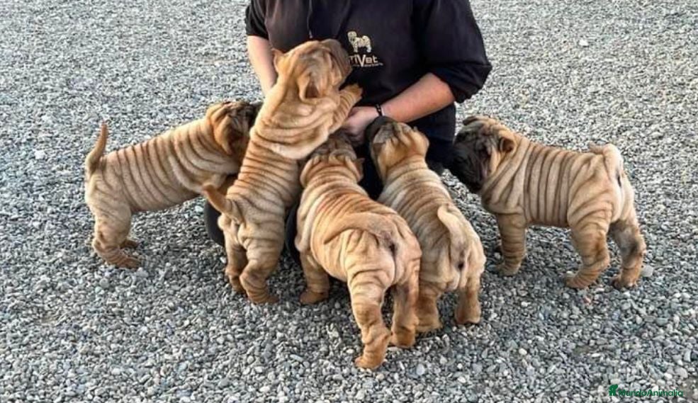 Shar Pei perros LOS MEJORES BEBE SHAR PEI DE ESPAÑA en Málaga - Anuncio 21