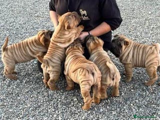 Shar Pei perros LOS MEJORES BEBE SHAR PEI DE ESPAÑA en Málaga - Anuncio 12
