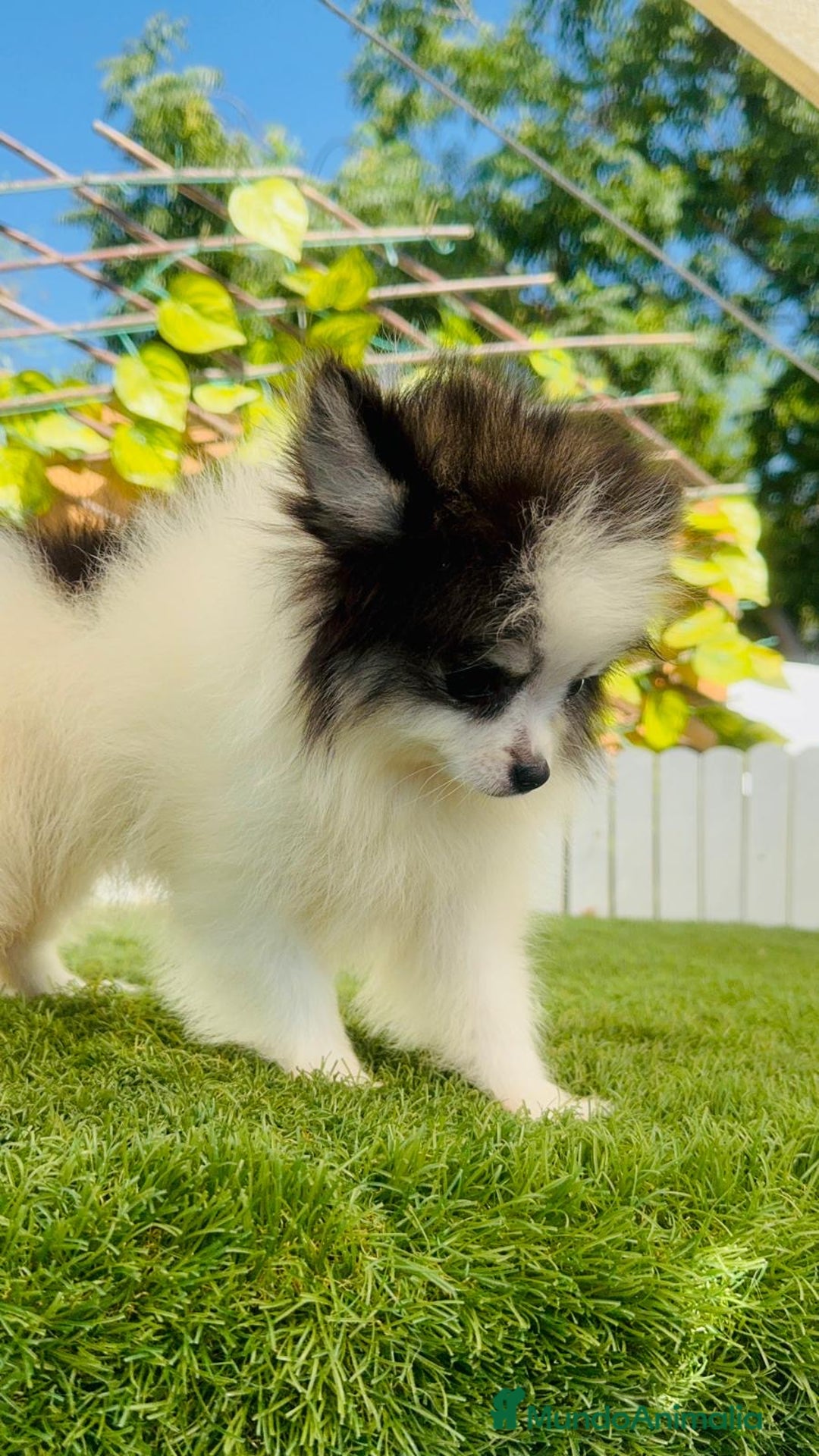 Pomerania perros en venta: POMERANIA HEMBRA ENVIOS A TODA ESPAÑA - Imagen 23