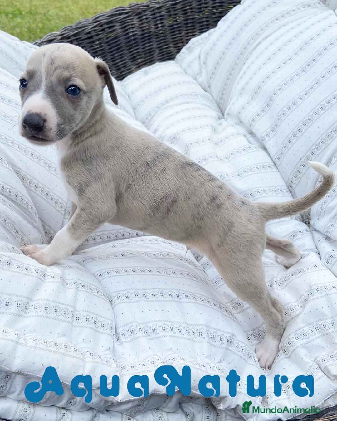 Pequeño Lebrel Italiano perros  Lebrel Italiano Macho 5891 - AQUANATURA en Barcelona - Anuncio 16