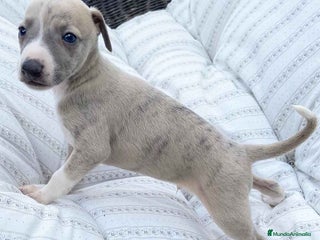Pequeño Lebrel Italiano perros Lebrel Italiano Macho 5891 - AQUANATURA en Barcelona - Anuncio 2