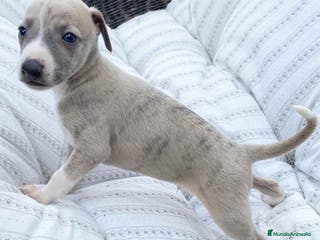 Pequeño Lebrel Italiano perros Lebrel Italiano Macho 5891 - AQUANATURA en Barcelona - Anuncio 24