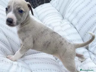 Pequeño Lebrel Italiano perros Lebrel Italiano Macho 5891 - AQUANATURA en Barcelona - Anuncio 1