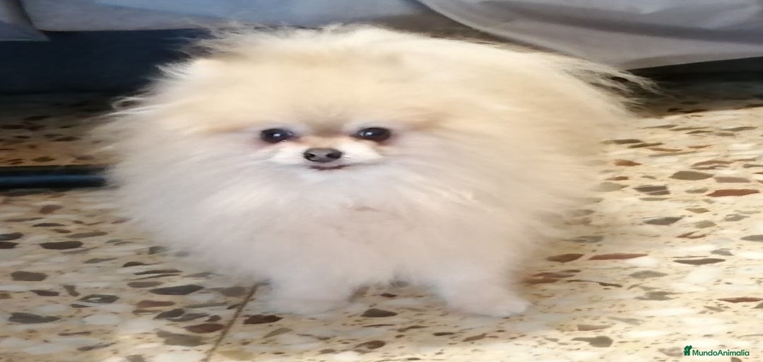 Imagen de galería {{count}}