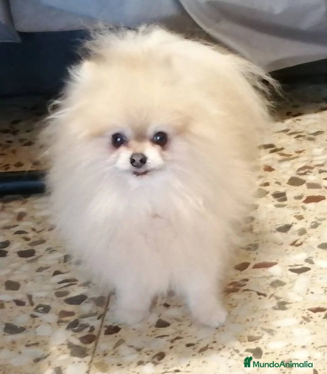 Imagen de galería {{count}}