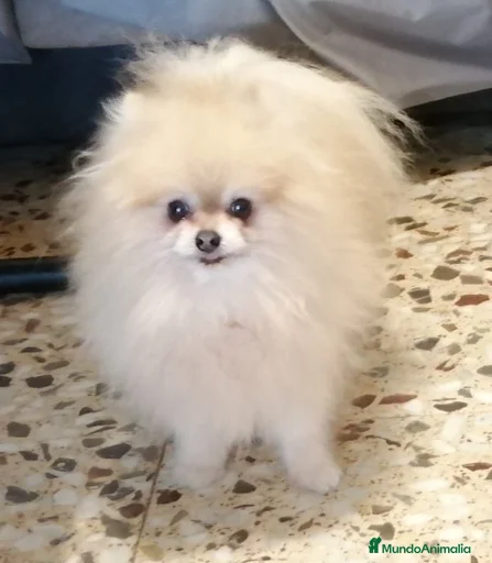 Imagen de galería {{count}}