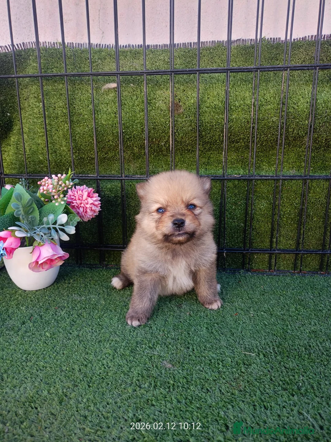 Pomerania perros en venta: POMERANIA  CACHORRO - Anuncio 1